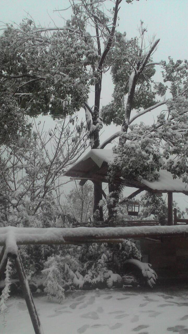 復興拉拉山降雪了，民眾玩瘋