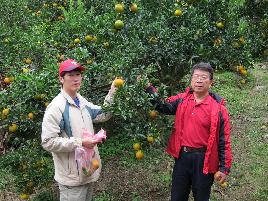 大溪觀光果園今年柑橘欠收　將不開放採摘