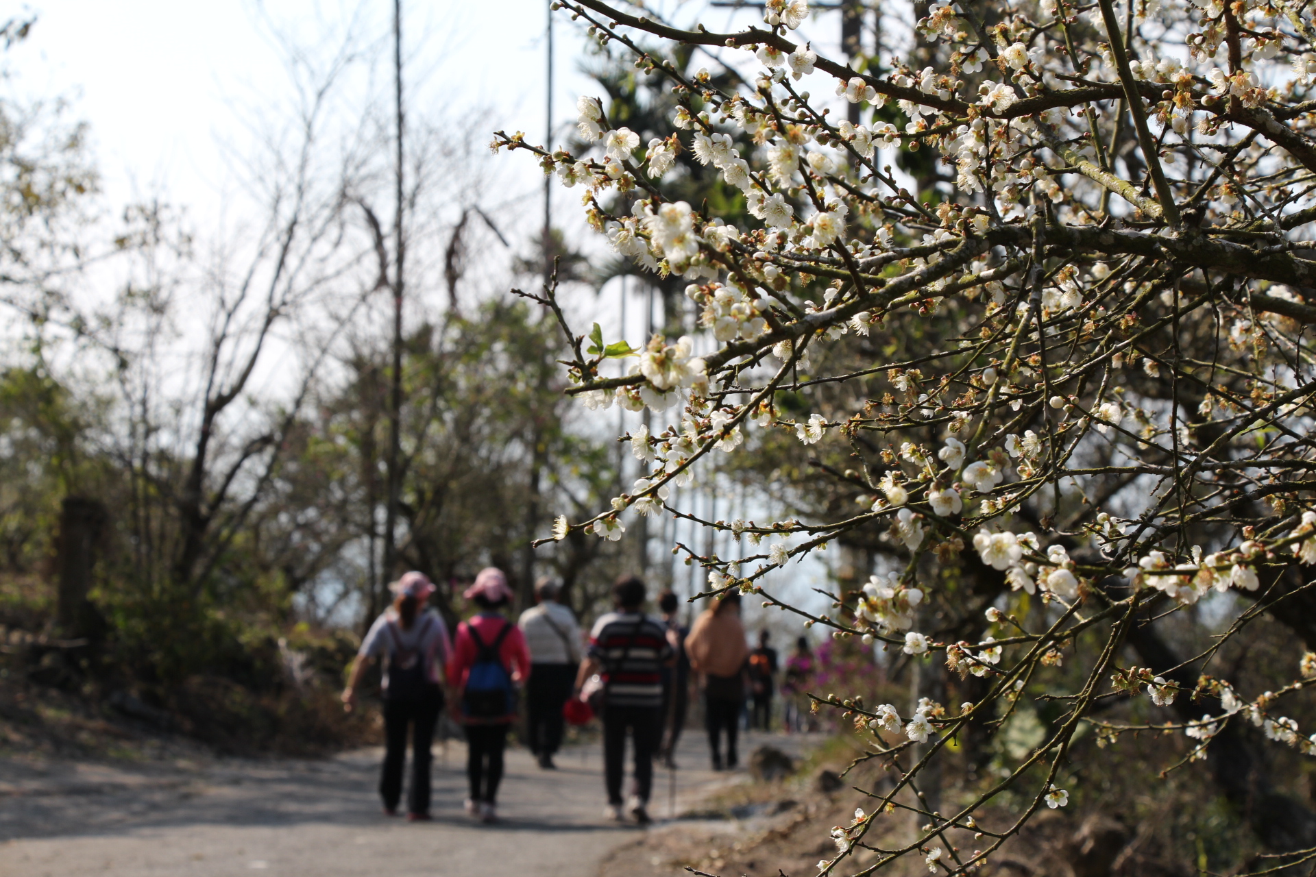 梅花季延長到春節　吸引眾多遊客上梅嶺賞花