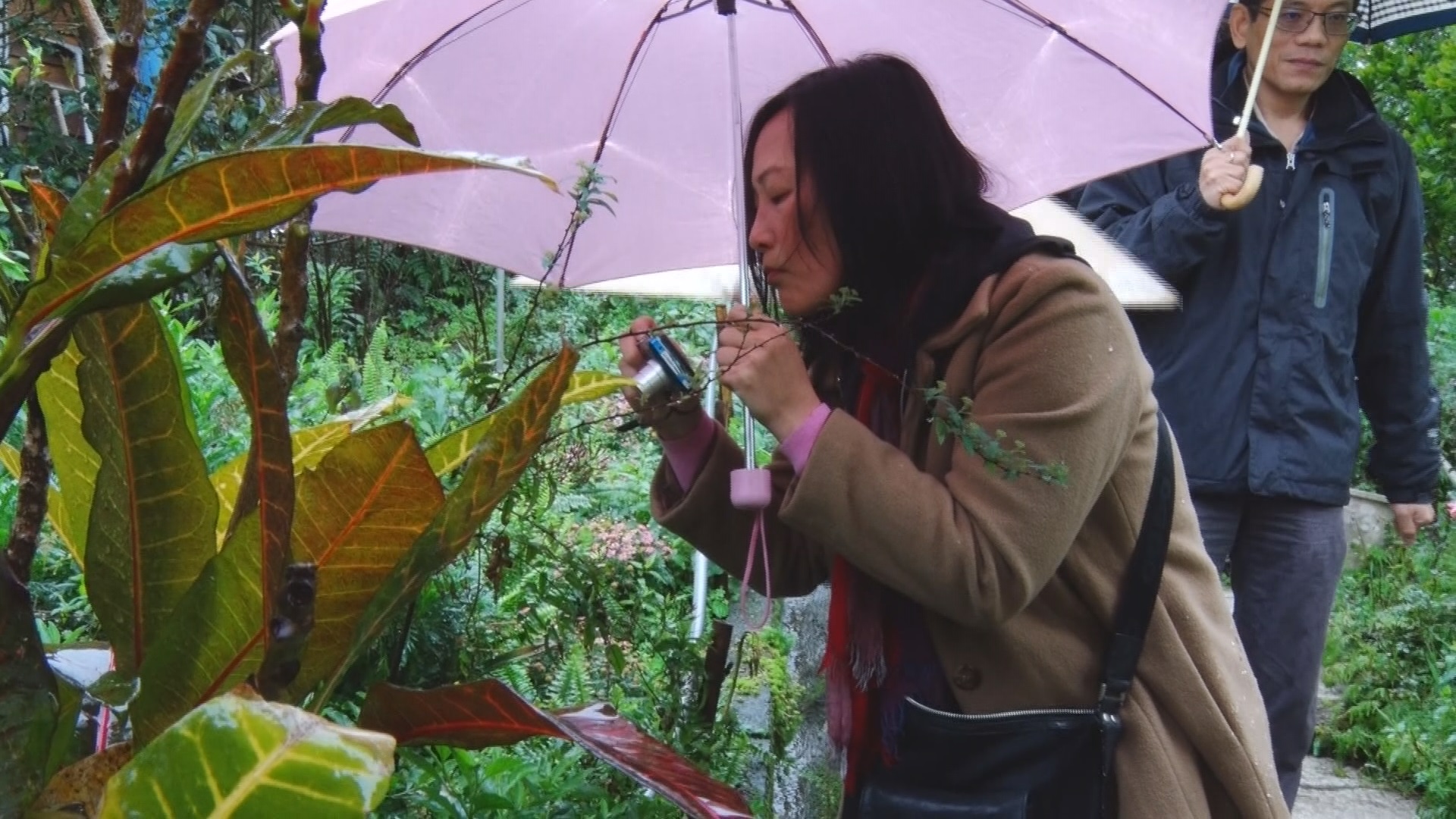 絕佳私房景點　「深坑青山香草園」邀你品好茶賞美景