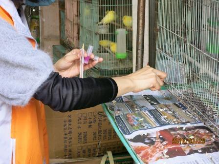 預防禽流感　嘉市針對養禽場進行監測