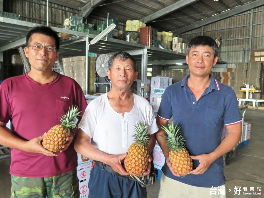 內埔兄弟檔悉心栽種　香甜鳳梨外銷大陸市場夯