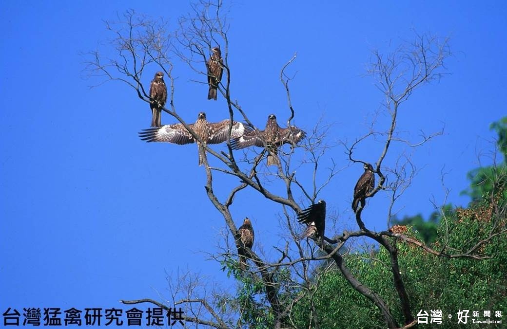 呈現黑鳶處境　嘉義林管處主辦《老鷹想飛》紀錄片映演