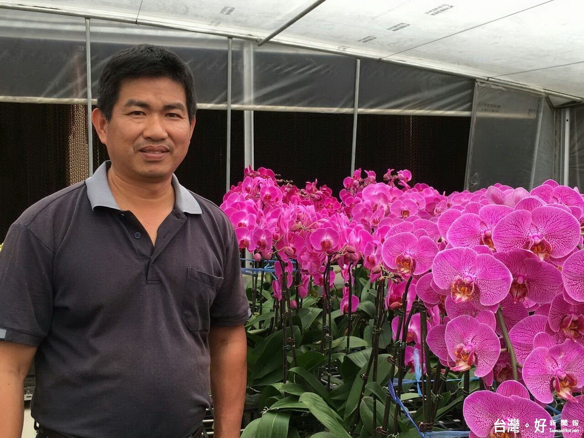 因應2018花博　花農未雨綢繆大量培植蝴蝶蘭