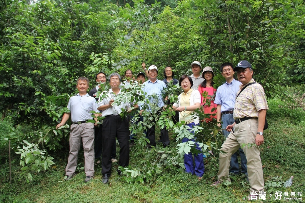 嘉義大學邱義源校長(中戴白運動帽)與學校一級主管在社口實驗林場採收土肉桂及牛樟葉