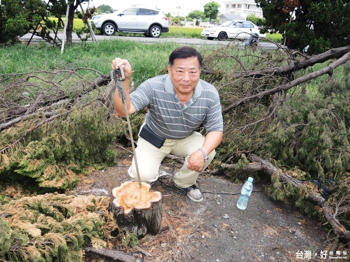 北斗鎮百年老龍柏遭盜伐 　盆栽會長損失超過百萬