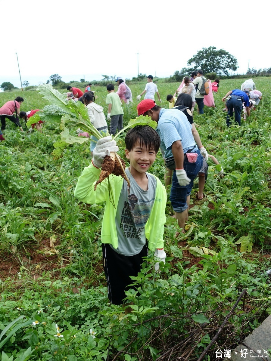 體驗田園之樂　清水海風社區拔蘿蔔活動開放報名