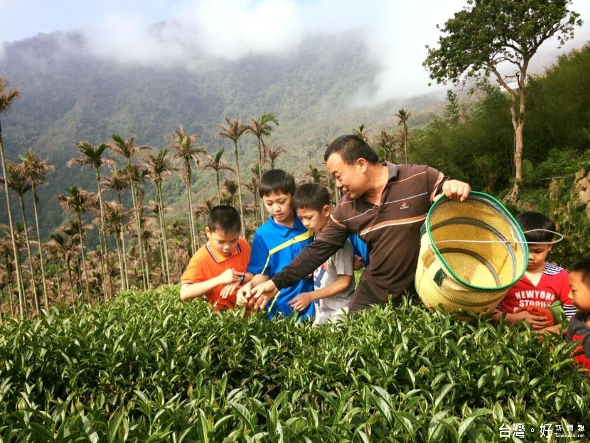 古坑樟湖生態中小學承租週邊茶園維護生態，也採獲70斤茶葉販售協助弱勢學童。（記者簡勇鵬攝）