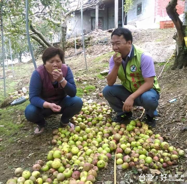 梨山蜜蘋果掉滿地　農民1年心血化為烏有