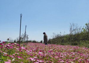 河道變身波斯菊花海成打卡景點