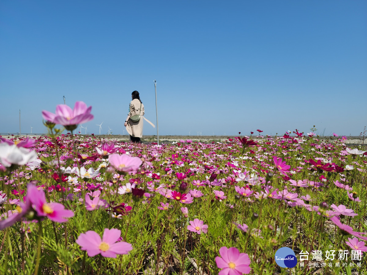 中市推AI智慧水線防制河川揚塵　河道變身波斯菊花海 台灣好新聞 第2張