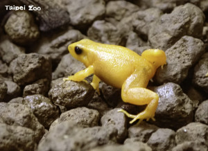 金曼蛙（圖／台北市立動物園）