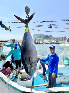 2022黑鮪魚季第一鮪確認　4/10熱鬧拍賣