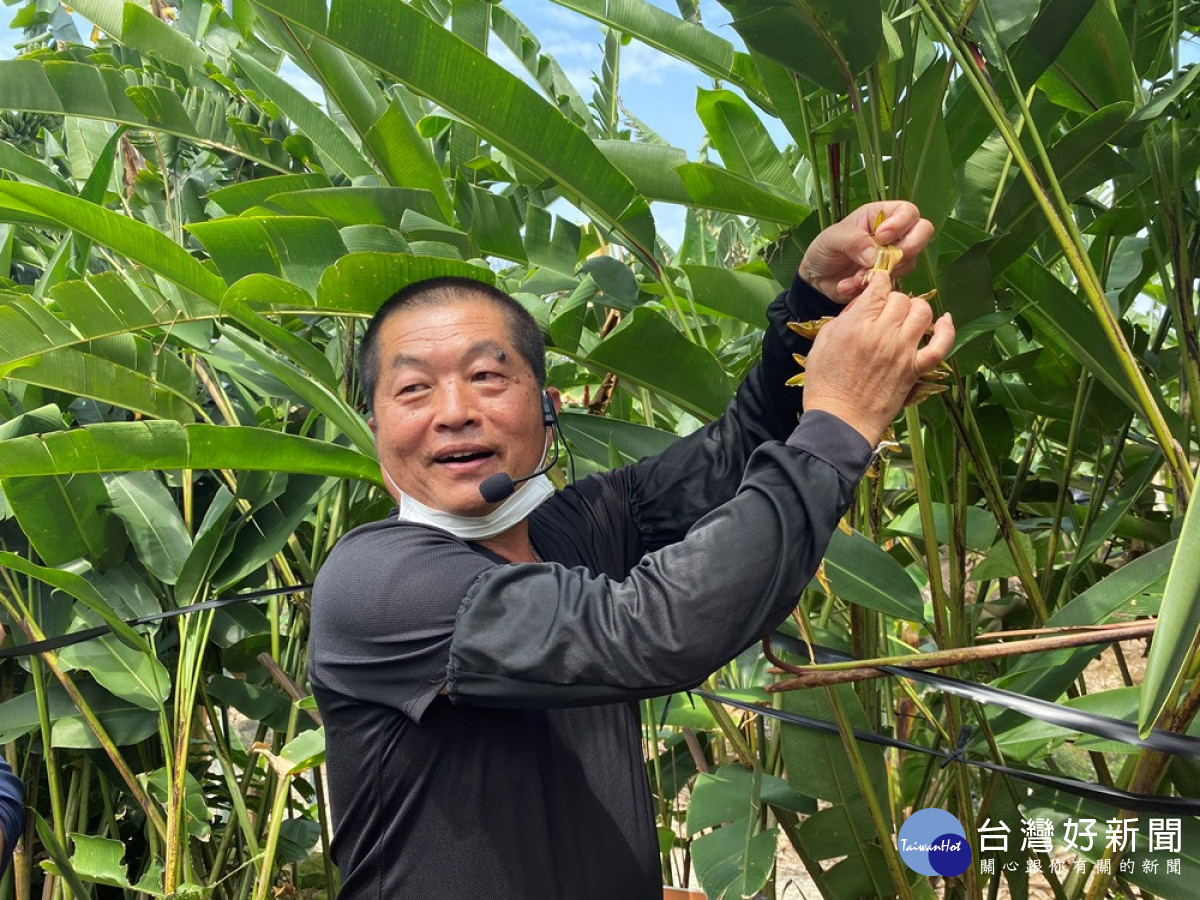 jijibanana集元果觀光工廠負責人黃榮炫導覽介紹戶外山蕉生態教育園區內的各種香蕉特色。（圖／記者賴淑禎攝）