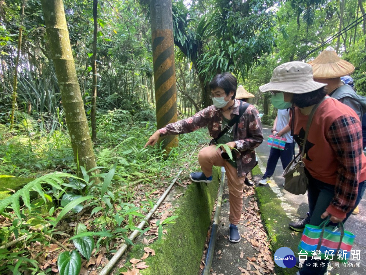 到集集大山山腳下產業道路兩旁探索在地蕨類生態。（圖／記者賴淑禎攝）