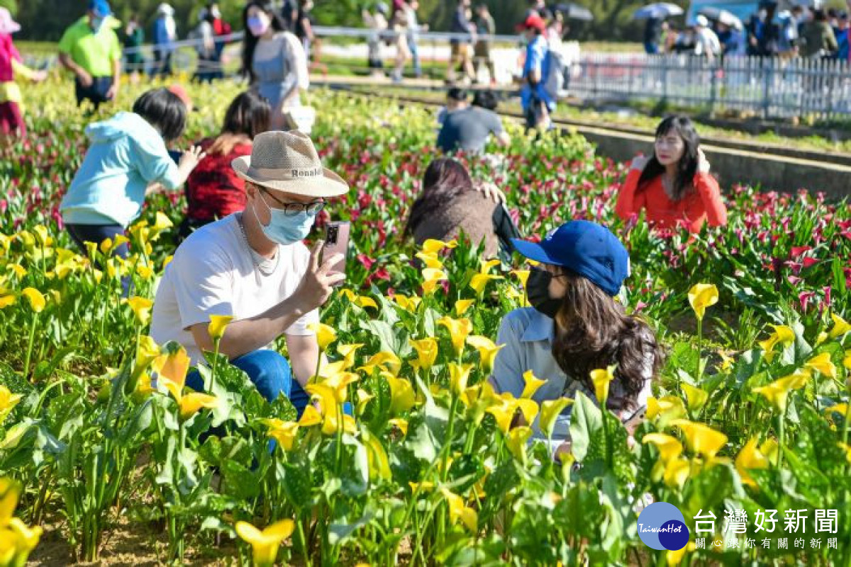 「桃園彩色海芋季」結合桃園特色文創、花卉展售等，吸引許多市民闔家觀賞體驗