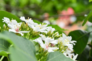 八卦山區的油桐花開了。圖／記者鄧富珍攝