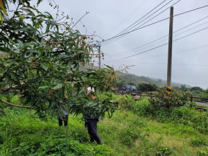 臺東地區遲發性芒果不結果災害　縣府籲請農友拍災損將協助申請認定補助