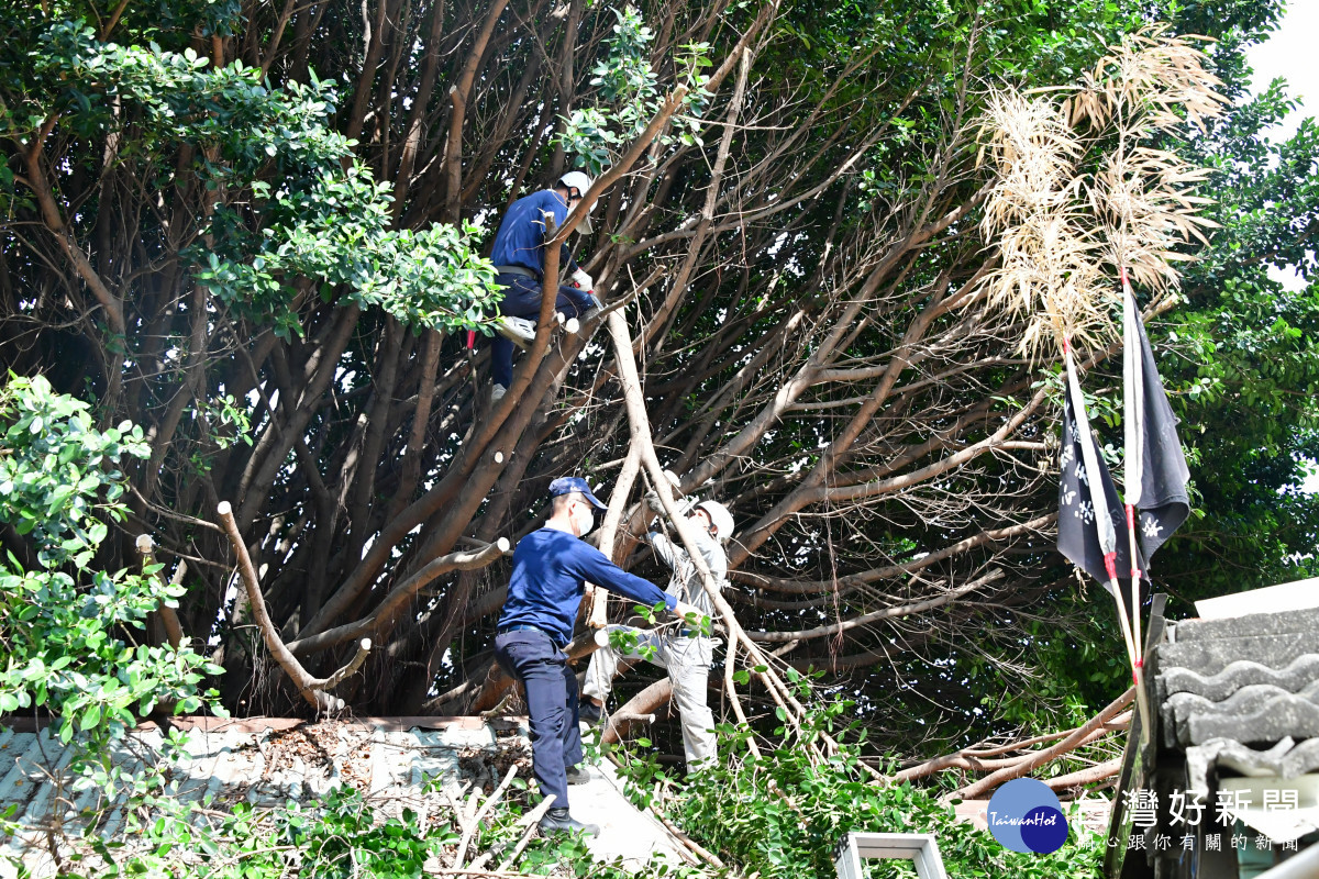 鹿港志工齊力為民宅鋸大樹，讓獨居住家得見天日。圖／慈濟提供