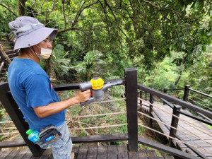 荔枝椿象入侵 中市大坑步道市府加強防治