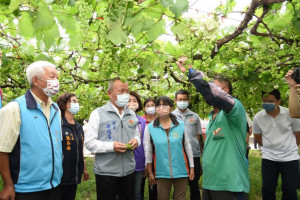 卓蘭巨峰葡萄天然災損逾2000萬　徐耀昌指示加速天災農損現金救助