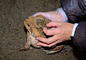 海蟾蜍列為有害入侵種，飼養者6月14日前須登記備查。