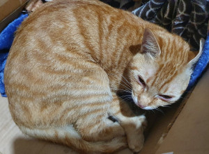 民眾通報其所飼養橘色虎斑貓被男友棄養在瑞芳區猴硐貓村，