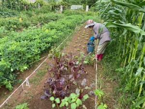 中市「環保農園」即起開放報名