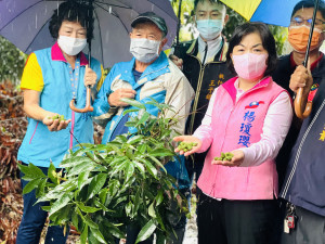 立委楊瓊瓔(右)邀集相關單位會勘神岡荔枝災損情形，並爭取農委會公告天然災害現金救助。