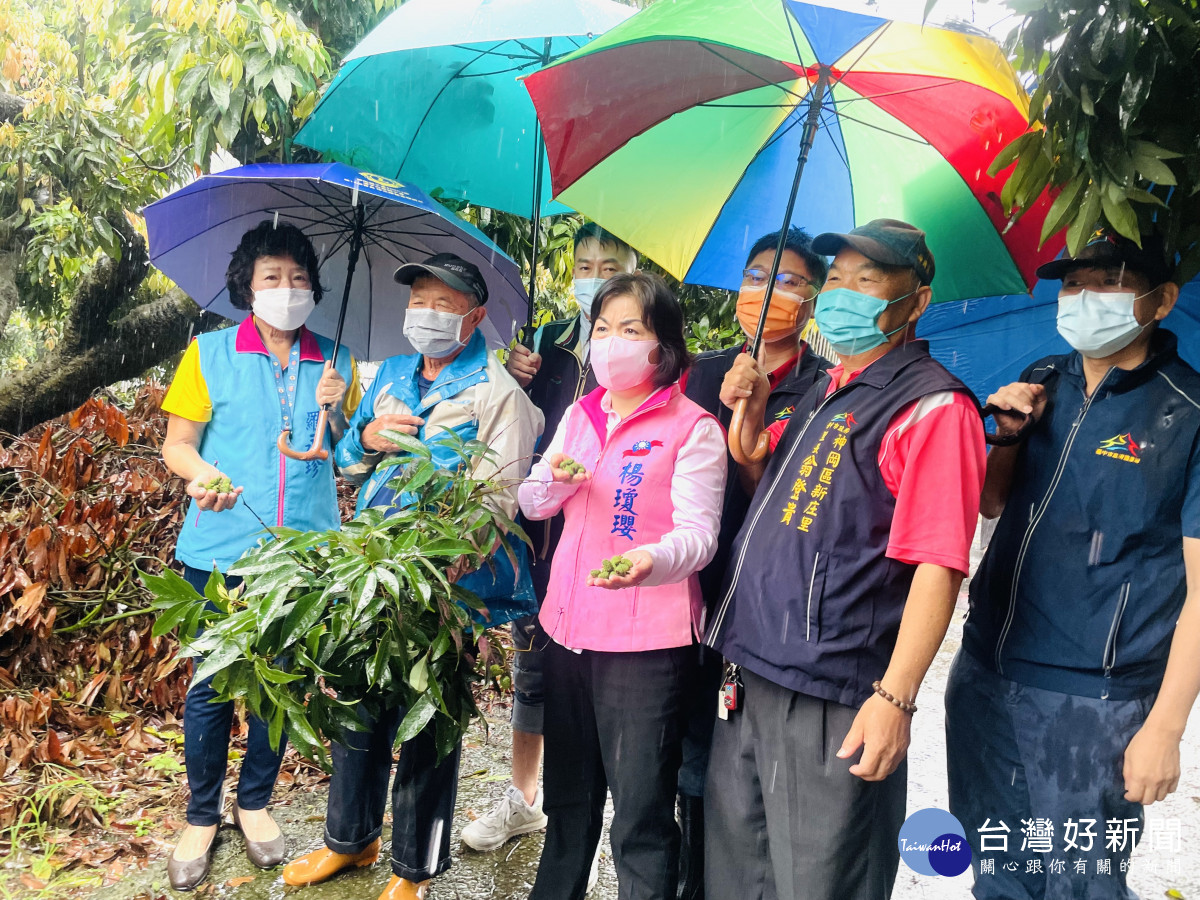 台中神岡荔枝結果不良且大量落果，立委楊瓊瓔(中)爭取天然災害現金救助。