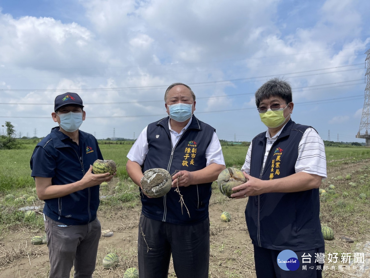 西瓜連續強降雨-造成根系受損部分中型果實水傷及腐爛