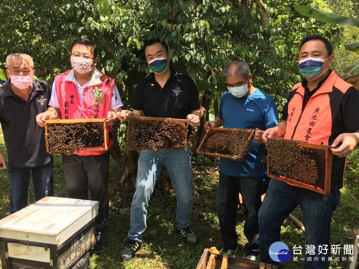 小蜂立大功！魚池活盆地絲瓜放蜂授粉活動。