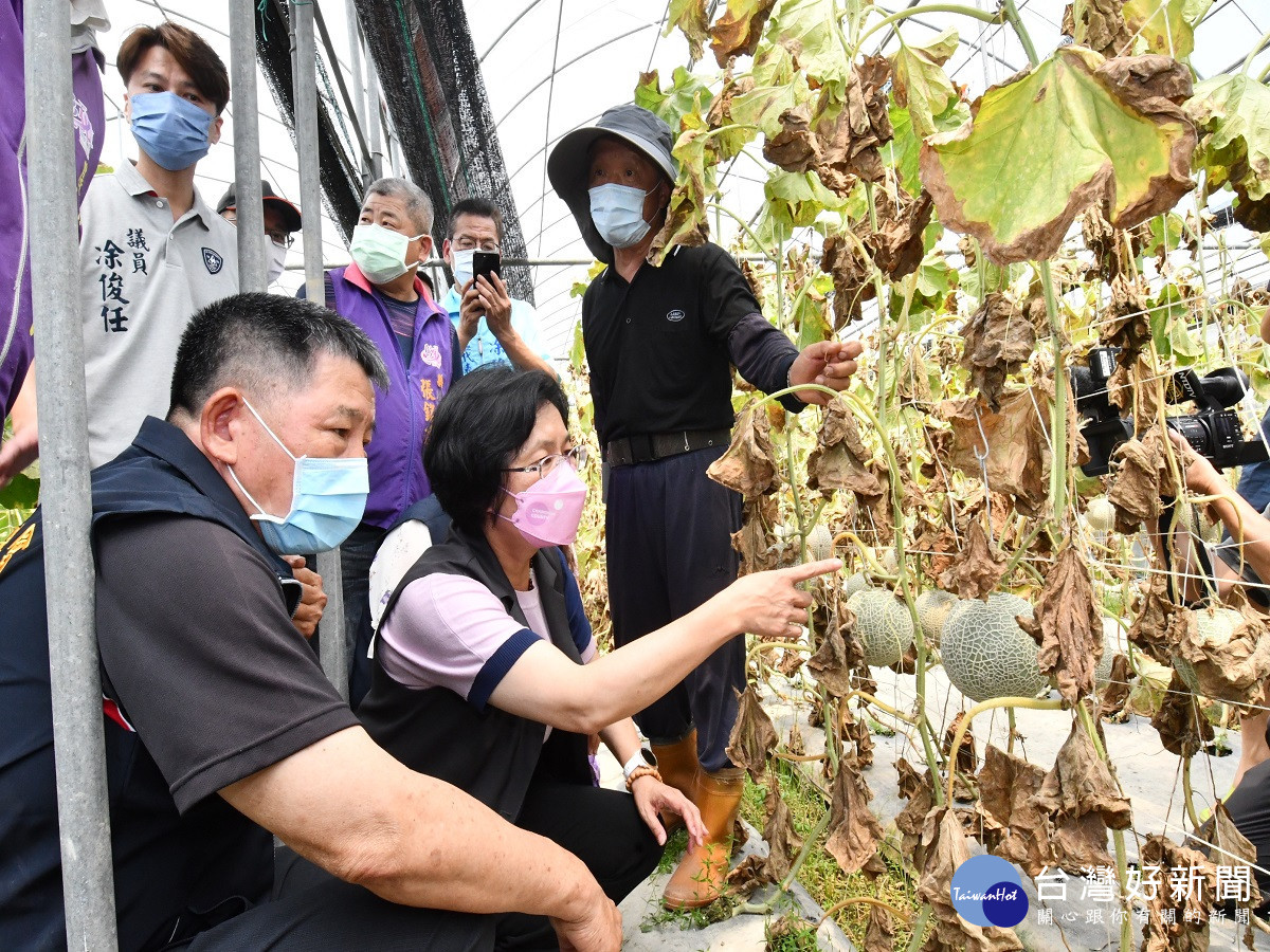 連續豪雨造成彰化農損嚴重　香瓜及苦瓜水傷腐爛盼政府救助 台灣好新聞 第3張