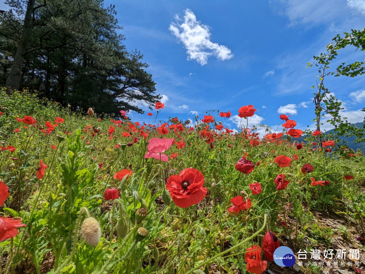福壽山農場紅花坡太驚豔　盛開淒美「和平之花」
