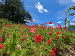 福壽山農場「虞美人」盛開到六月中旬，豔紅花朵形成絕美「紅花坡」。