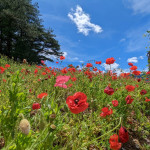 福壽山農場「虞美人」盛開到六月中旬，豔紅花朵形成絕美「紅花坡」。