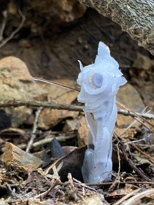 晶瑩剔透的水晶蘭，從地面腐朽的落葉堆或枯木旁竄出。