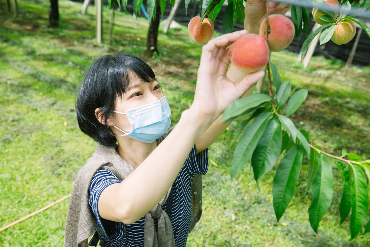 桃之鄉觀光果園出產的桃子水嫩甜美，無論是採果或銷售都很受歡迎。