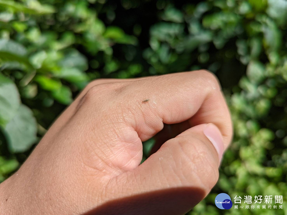 福壽山農場採購5萬4千隻的捕食性昆蟲草蛉來進行生物防治。