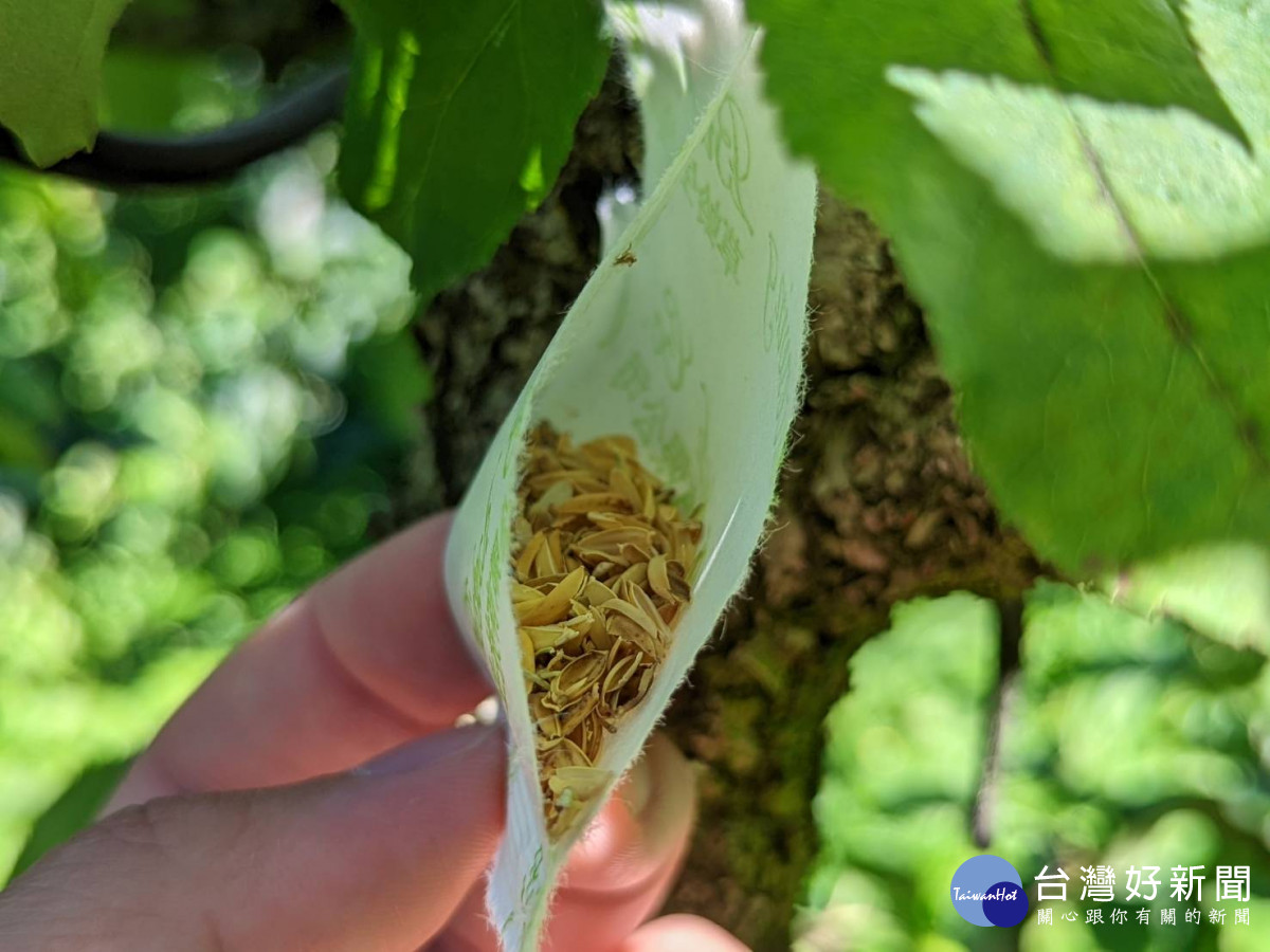 福壽山農場採行「草蛉」生物防治，不少遊客誤認為茶包。
