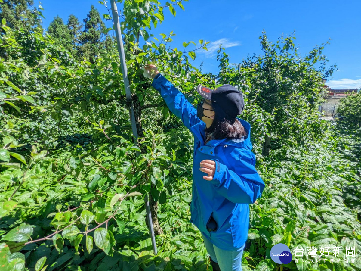 福壽山農場採購5萬4千隻草蛉進行生物防治，已在於部分果園內施放。