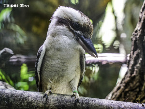 笑翠鳥寶寶已滿周歲　空間不足熱鬧搬新家（圖／臺北市立動物園提供）