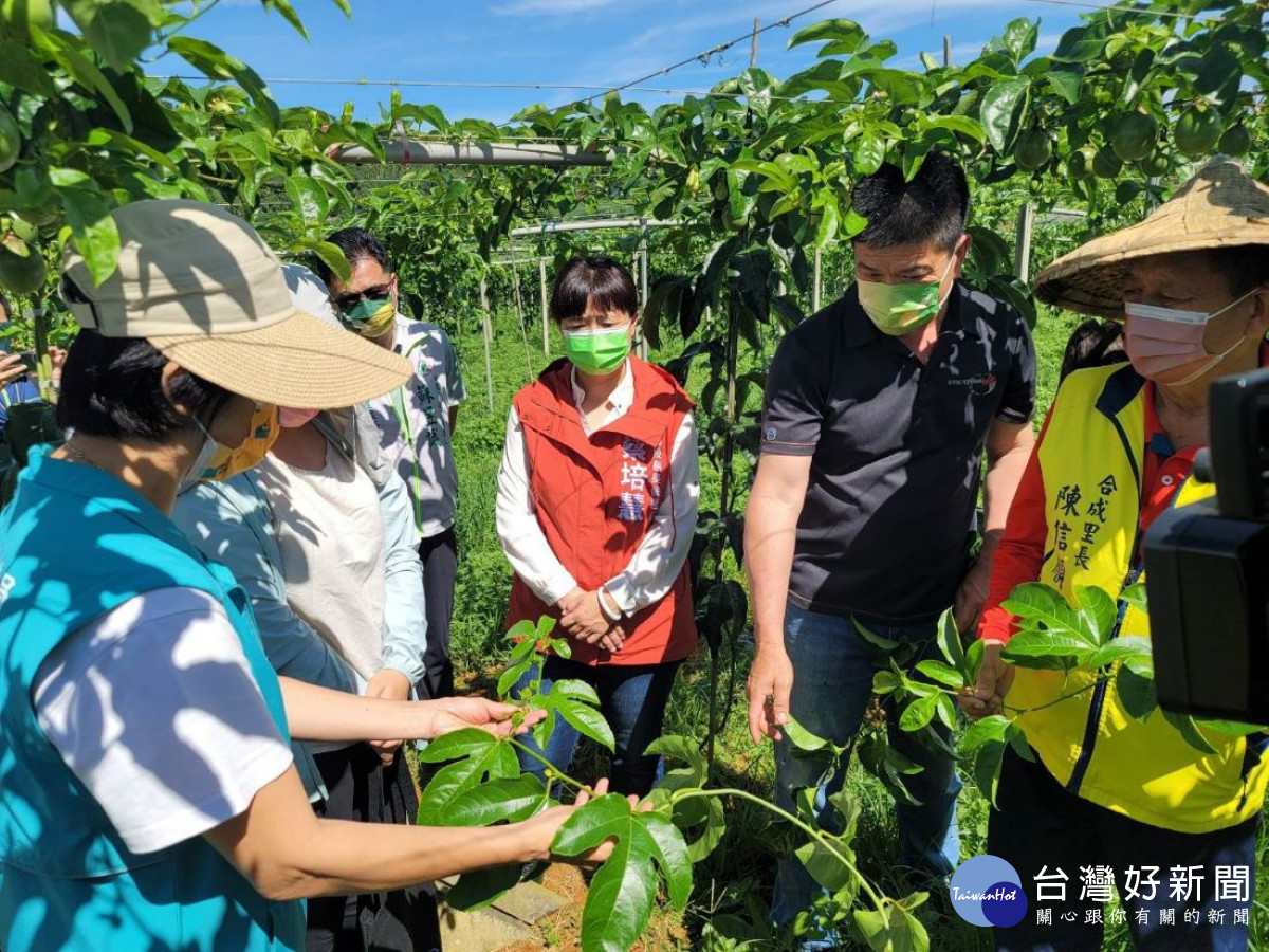 蔡培慧（著紅衣者）陪同行政院中服、農糧署中區分署、台中農改場埔里分場人員至現場會勘百香果產區災損並研議解決方案。