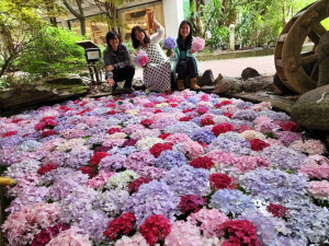 武陵農場3000株繡球花接力綻放，全國獨創「繡球花池」，具「花手水」禪意。