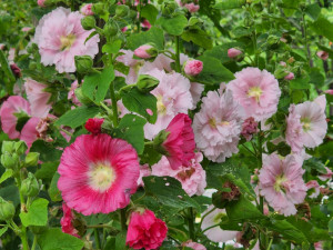 武陵農場蜀葵花繽紛亮麗、多彩多變，有白、粉紅、桃紅、絳紅、紫紅色等多層次花色。