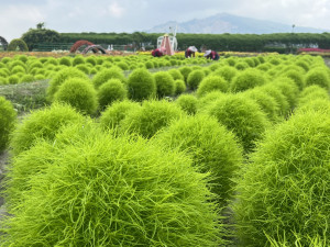 台中后里中社花市引進種植1200棵波波草，形成綠油油療癒美景。