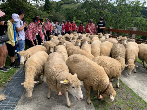 全新推出的夏季牧場大遊行活動，讓到遊的遊客闔家大小可以以最近距離貼近農場動物。