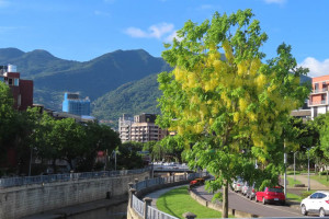 磺港溪旁盛開的阿勃勒有大屯山美景加持（圖／台北市公園處提供）