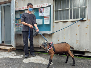 公山羊「大泰」右肩胛有一處傷口漸漸擴大成巴掌大小，擔憂情況繼續惡化，廟方緊急送至淡水動物之家進行治療