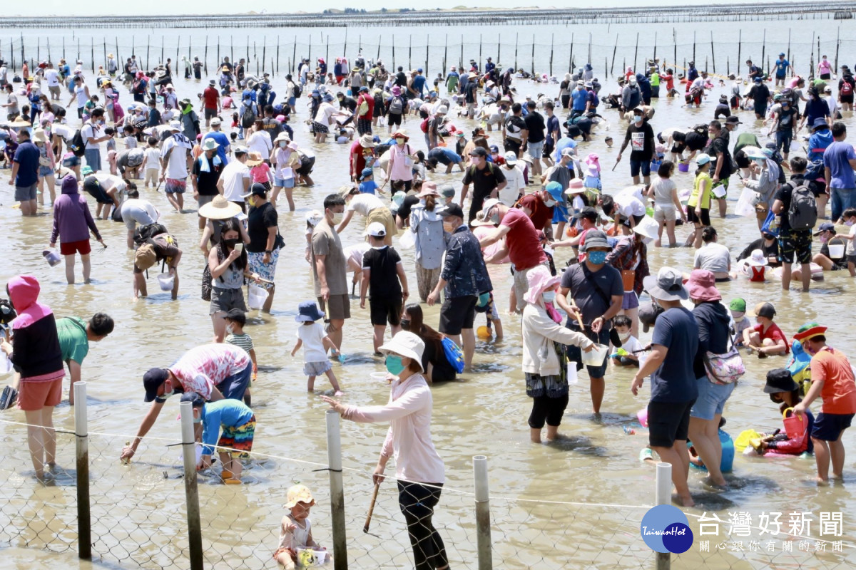 七股海鮮節開幕　首批3500人參與挖文蛤體驗